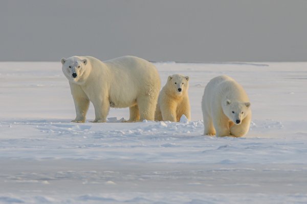 Comment trouver une croisière qui propose des excursions pour observer les ours polaires en Arctique?